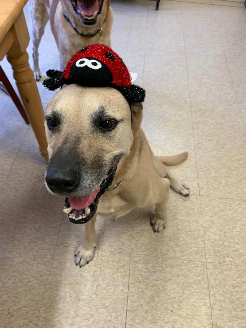 Prince Romeo, an adoptable Yellow Labrador Retriever, Shepherd in Fair Oaks Ranch, TX, 78015 | Photo Image 6