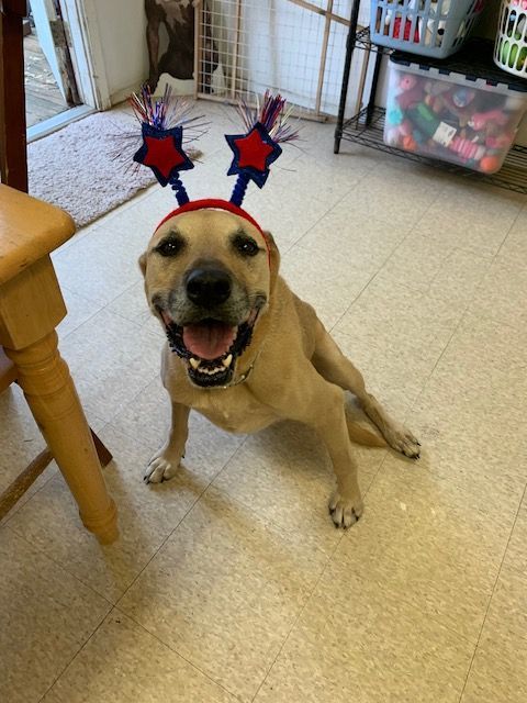 Prince Romeo, a Adoptable mixed breed in Fair Oaks Ranch, TX image 2/9