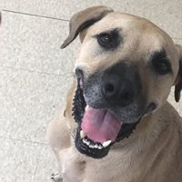 Prince Romeo, a Adoptable mixed breed in Fair Oaks Ranch, TX image 3/9