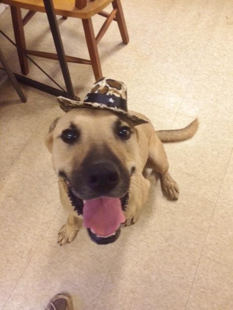 Prince Romeo, a Adoptable mixed breed in Fair Oaks Ranch, TX image 4/9