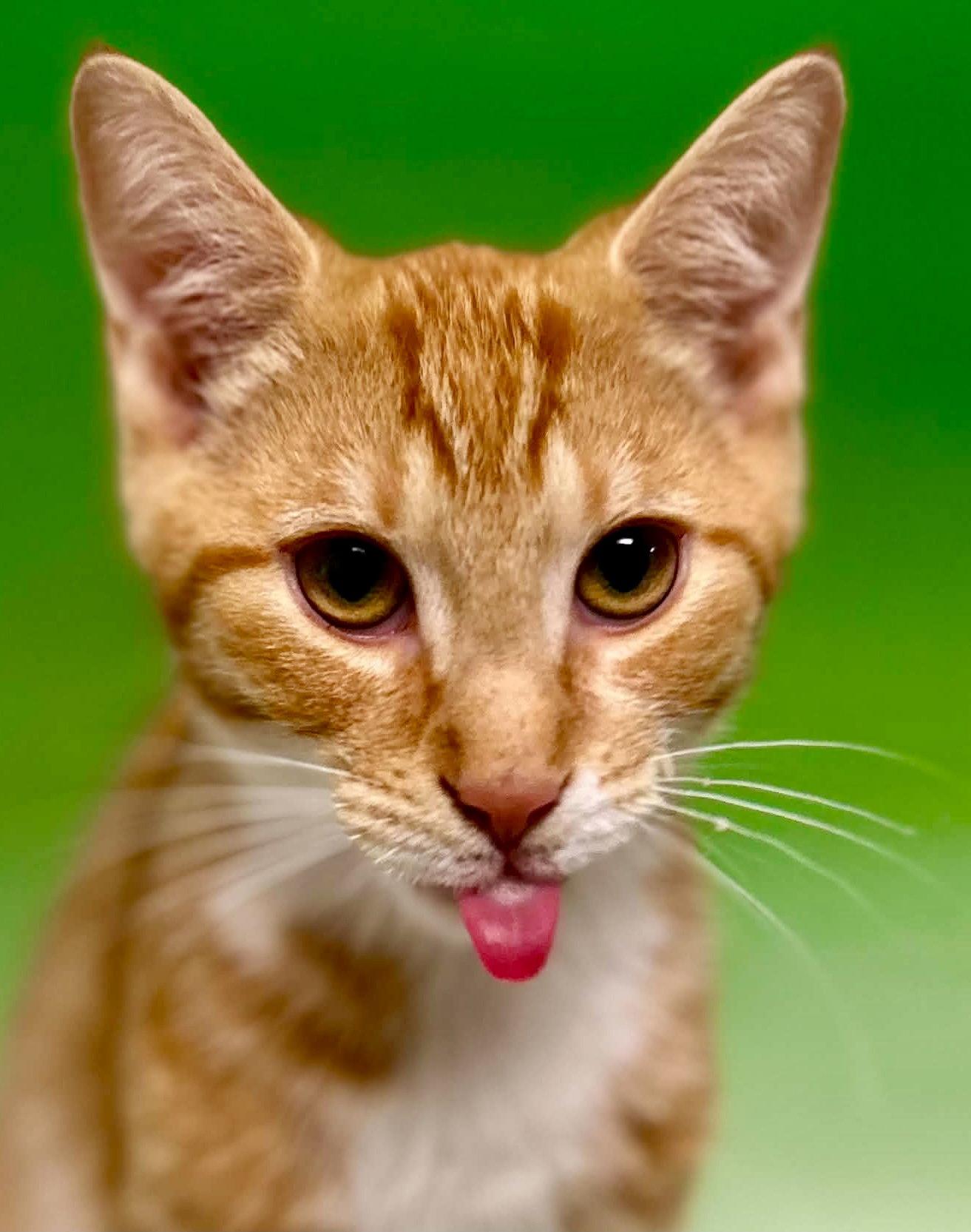 PARSNIP, Adoptable, Kitten Male Domestic Short Hair.
