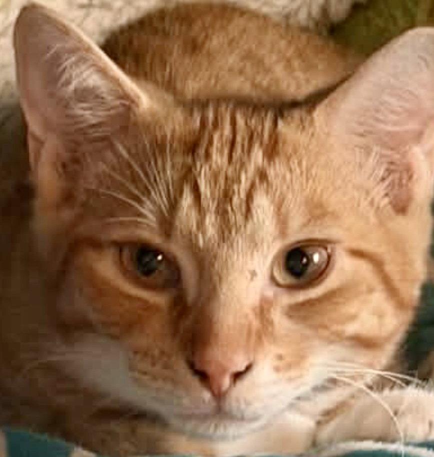Enlarge PARSNIP, a Adoptable Domestic Short Hair in Minesing, ON image 2/3