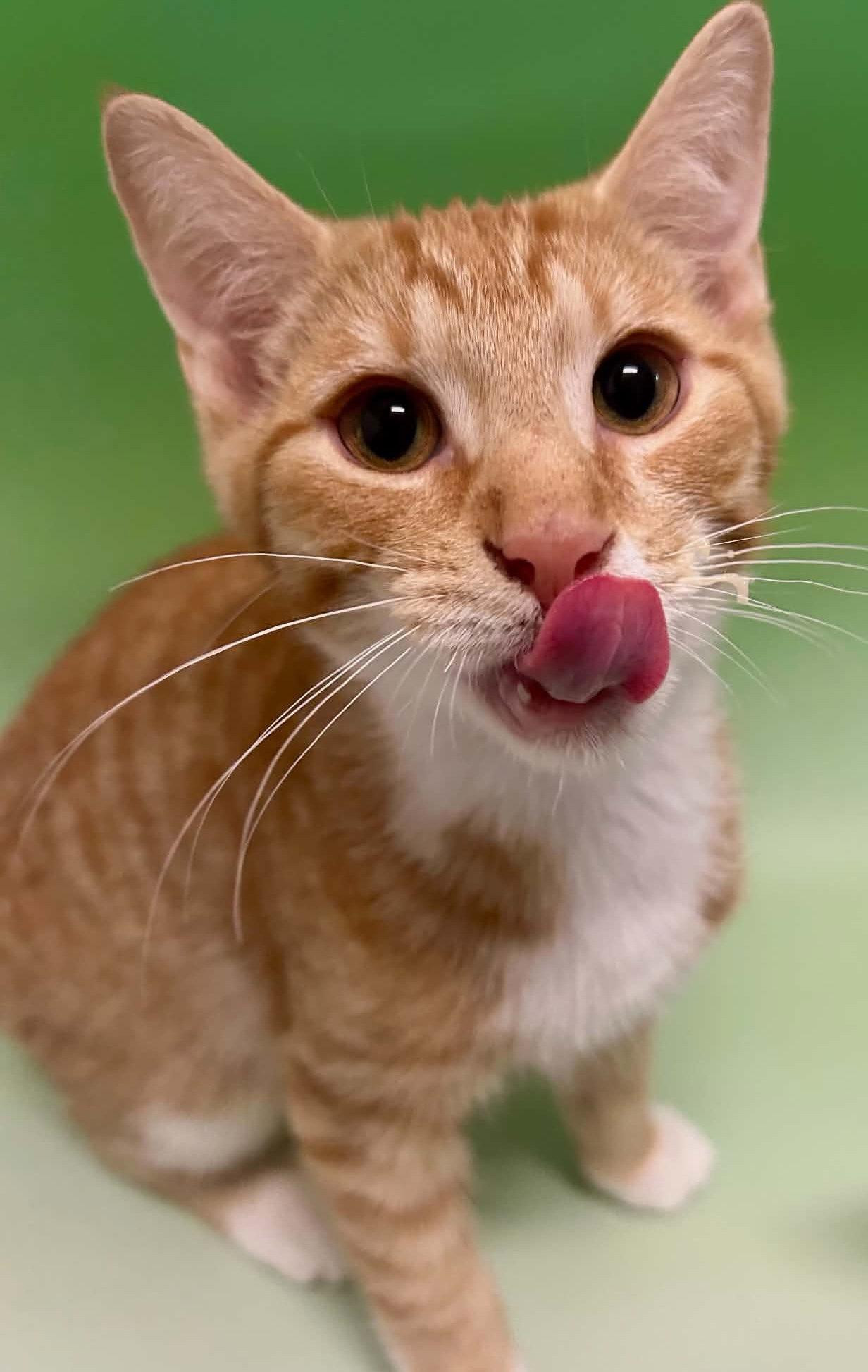 Enlarge PARSNIP, a Adoptable Domestic Short Hair in Minesing, ON image 3/3