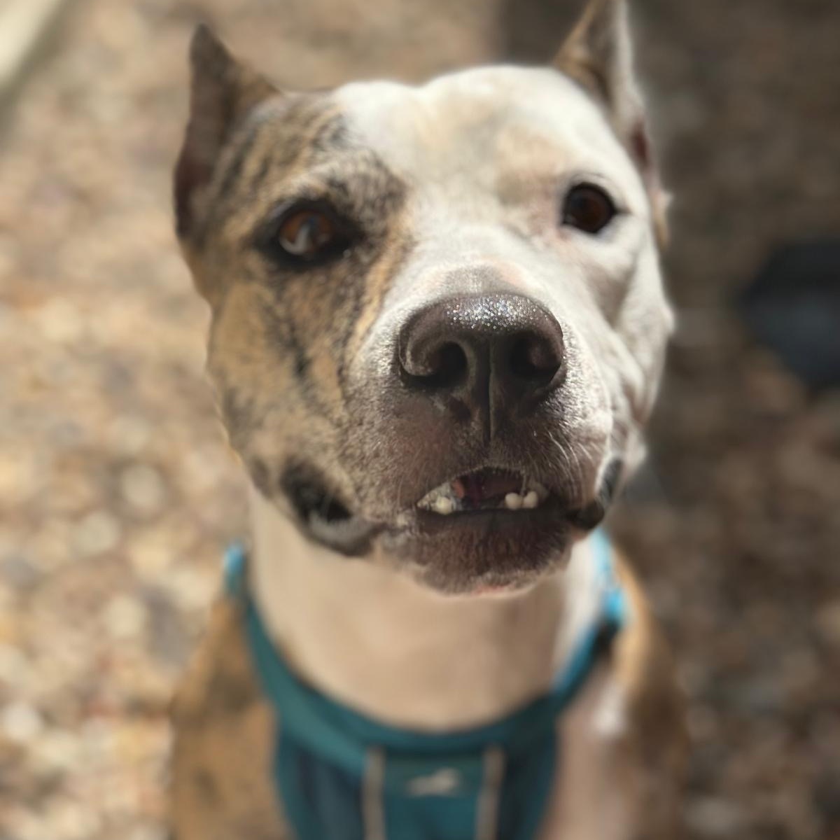 Ludo, a Adoptable Pit Bull Terrier in Houston, TX image 4/5