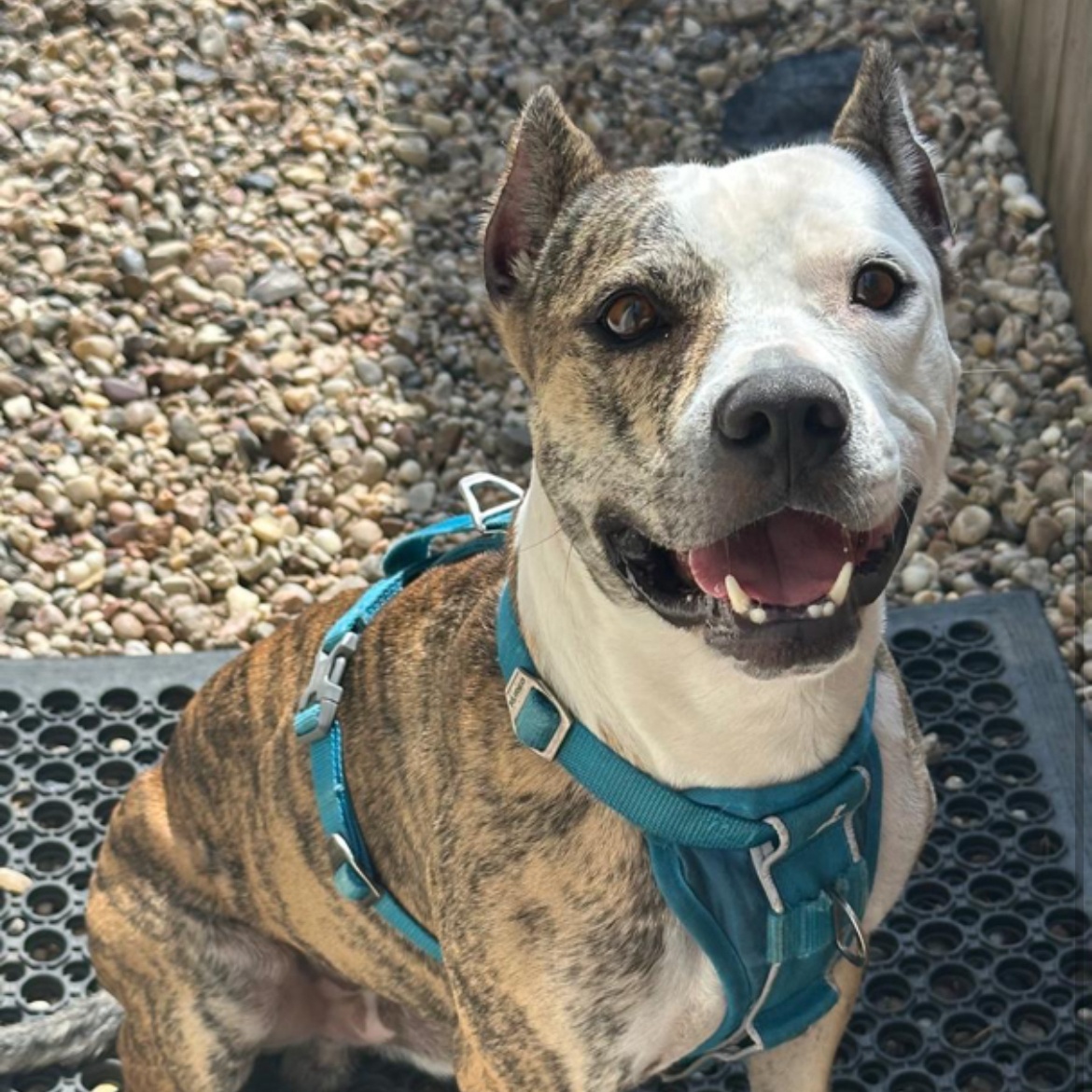 Ludo, a Adoptable Pit Bull Terrier in Houston, TX image 3/5