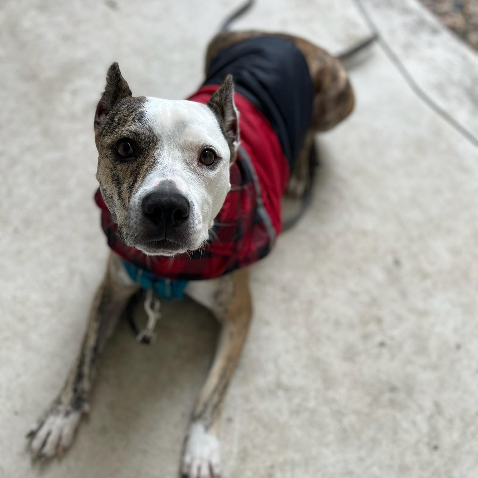 Ludo, a Adoptable Pit Bull Terrier in Houston, TX image 1/5