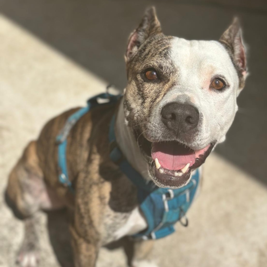 Ludo, a Adoptable Pit Bull Terrier in Houston, TX image 2/5