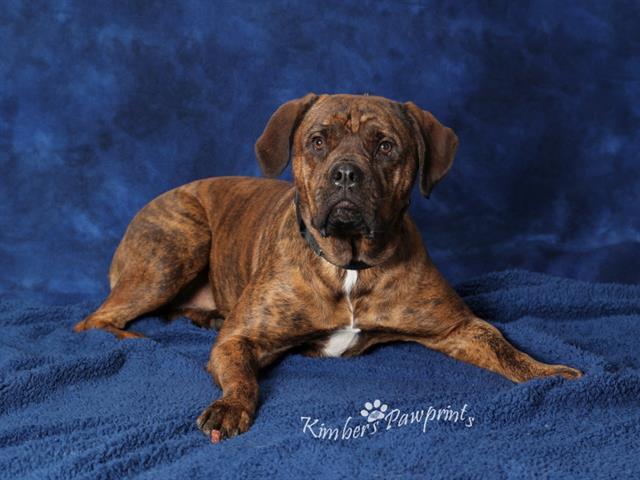 ROXY, Adoptable, Young Female English Bulldog & Mixed Breed.