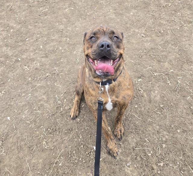 Enlarge ROXY, a Adoptable mixed breed in Omaha, NE image 1/1