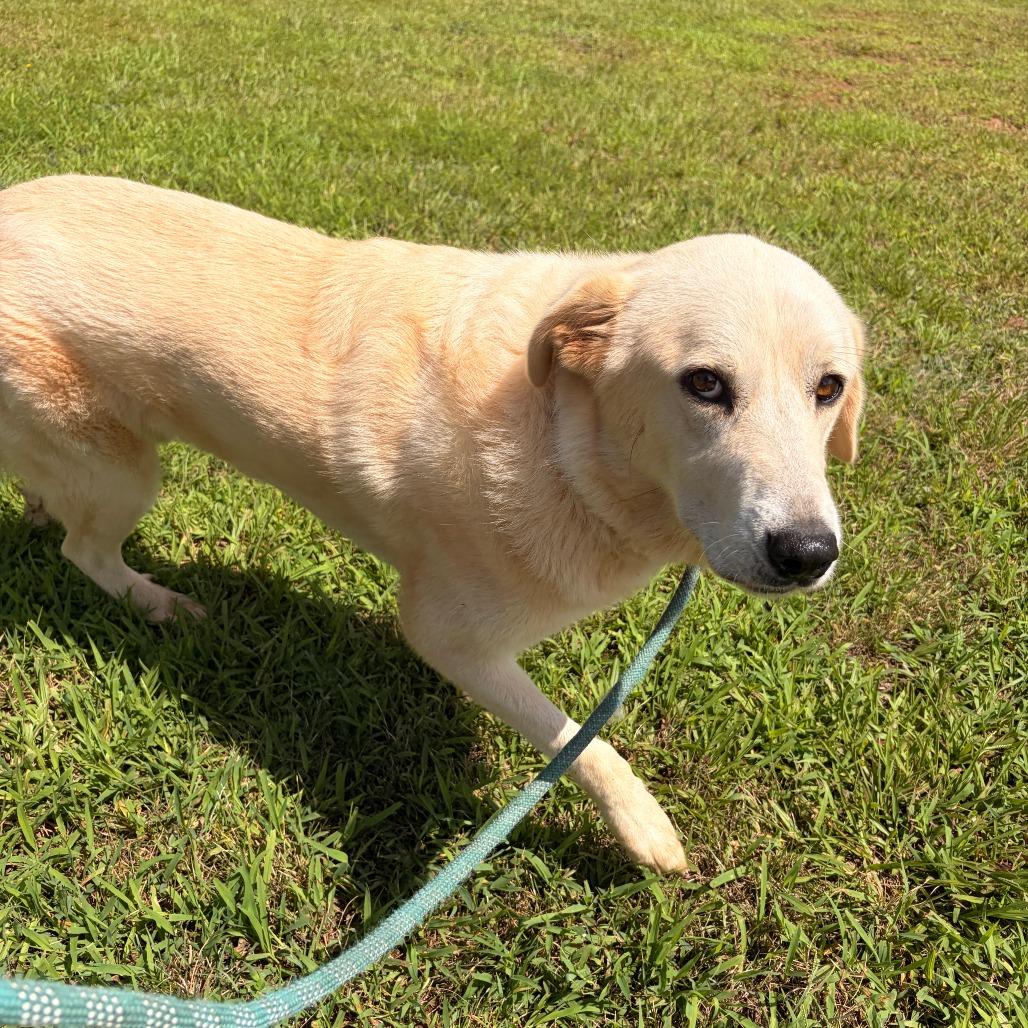 Enlarge Blanca, a Adoptable mixed breed in Franklin, NC image 1/5