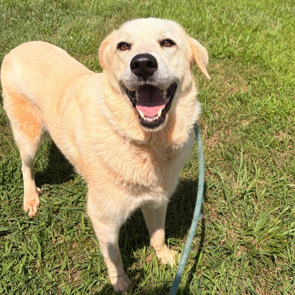 Enlarge Blanca, a Adoptable mixed breed in Franklin, NC image 2/5