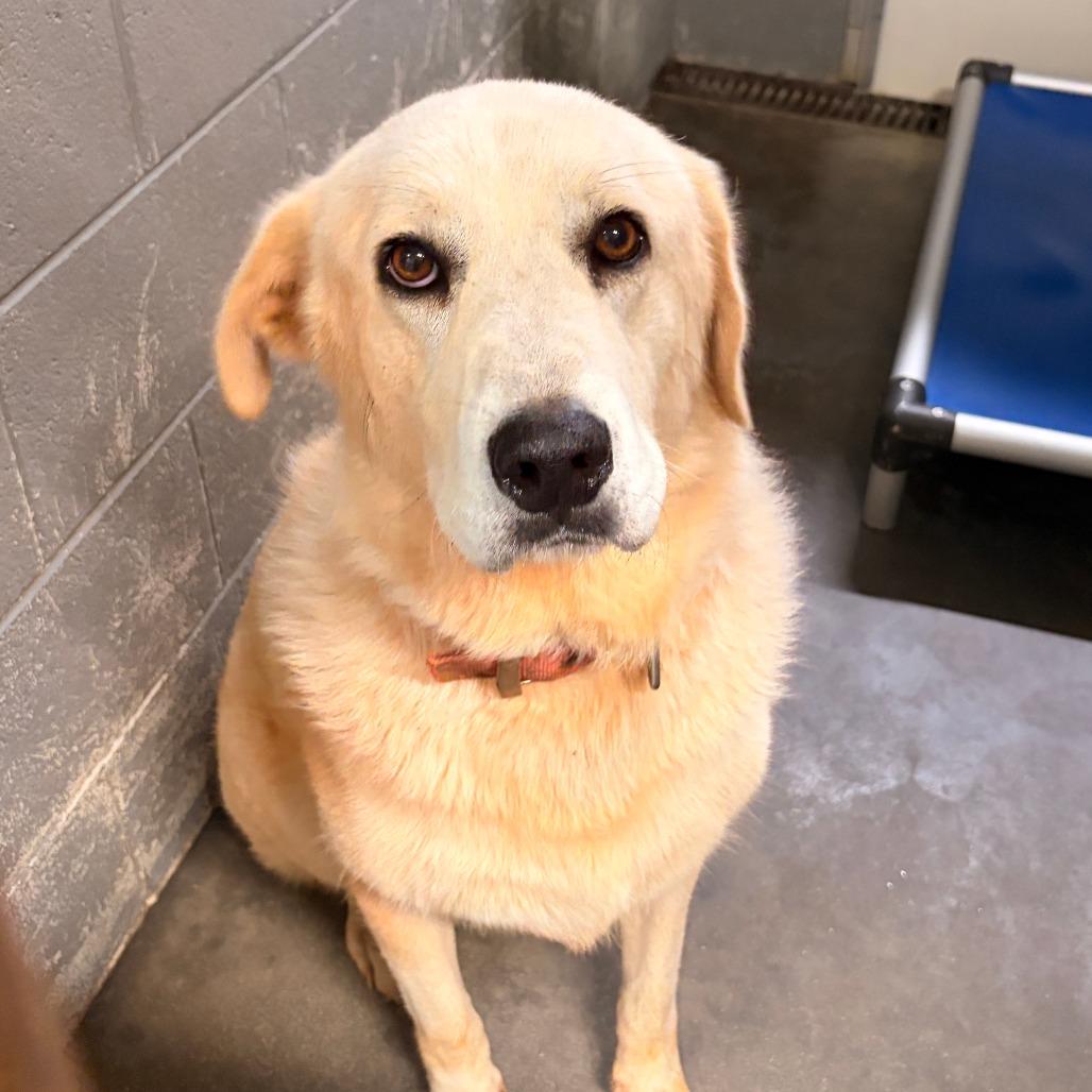 Enlarge Blanca, a Adoptable mixed breed in Franklin, NC image 3/5