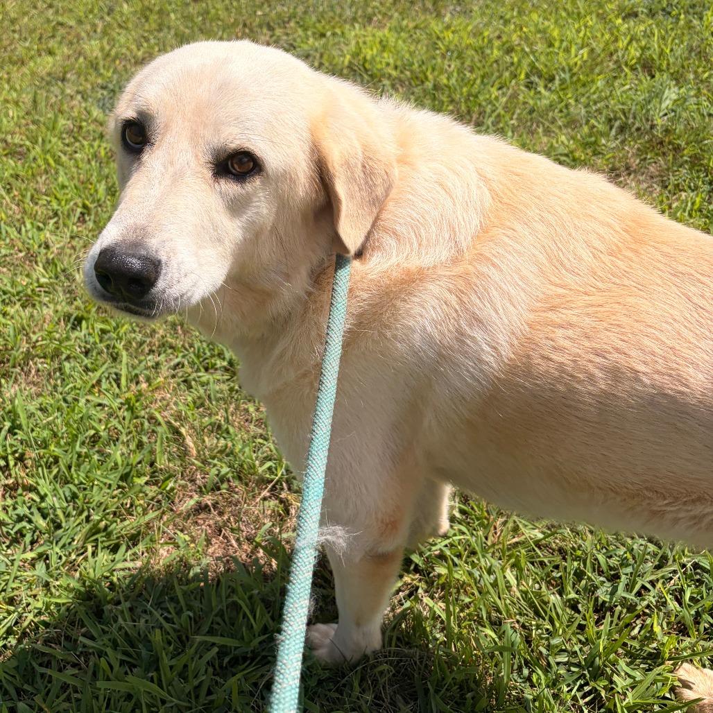 Enlarge Blanca, a Adoptable mixed breed in Franklin, NC image 4/5