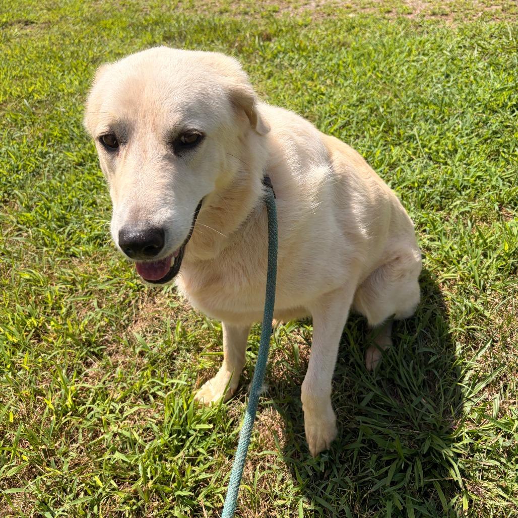 Enlarge Blanca, a Adoptable mixed breed in Franklin, NC image 5/5