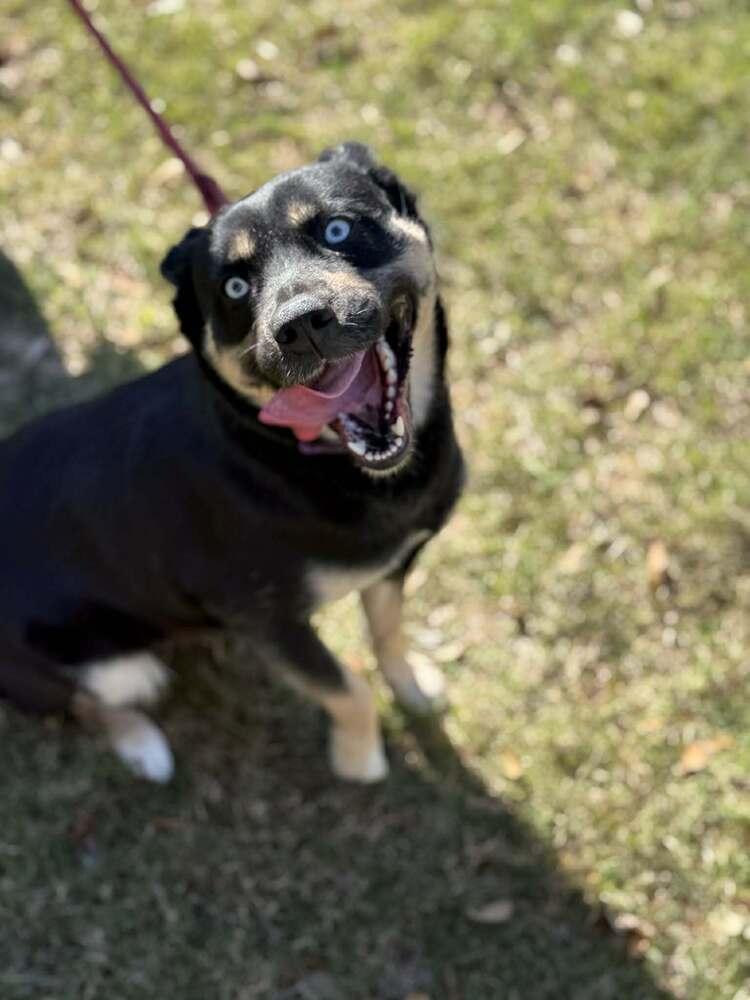 Grace (AVAILABLE 2/16), Adoptable, Adult Female German Shepherd Dog & Husky.