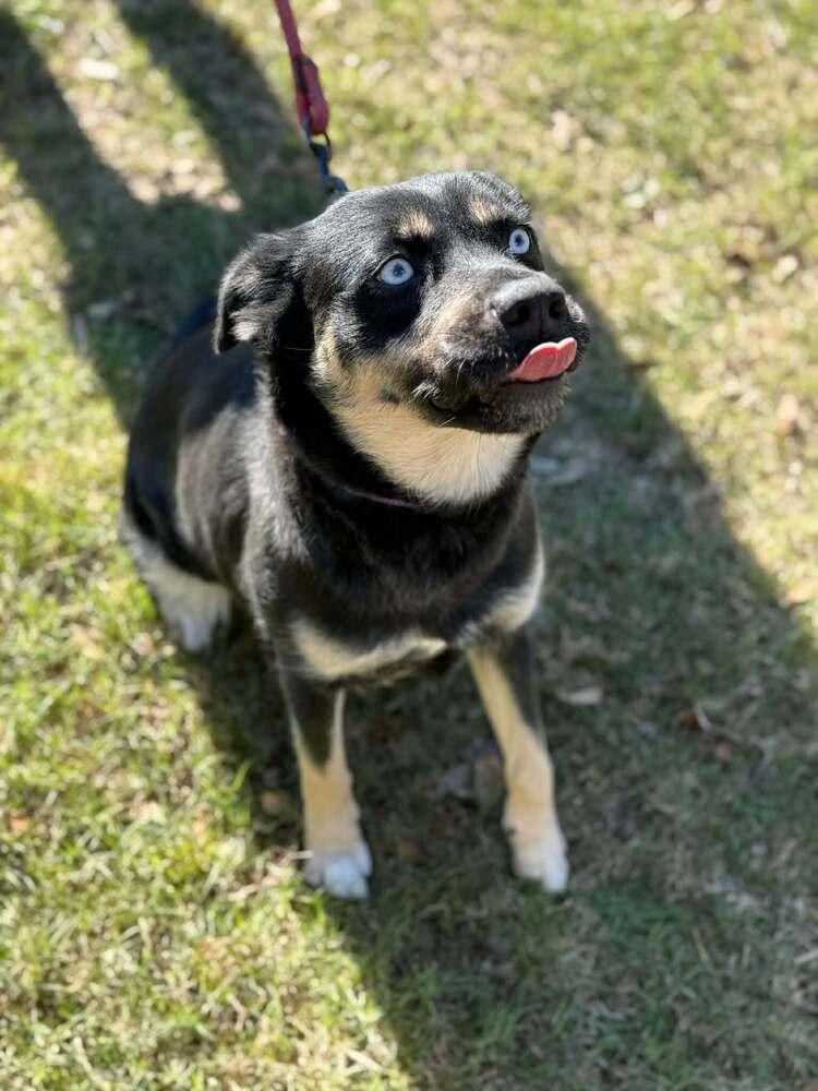 Enlarge Grace (AVAILABLE 2/16), a Adoptable mixed breed in Leverett, MA image 3/3