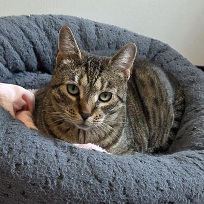 Jasmine, Adoptable, Adult Female Domestic Short Hair & Domestic Short Hair.