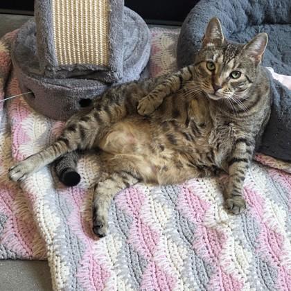 Jasmine, Adoptable, Adult Female Domestic Short Hair & Domestic Short Hair.