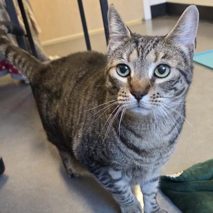 Enlarge Jasmine, a Adoptable mixed breed in Voorhees, NJ image 2/3
