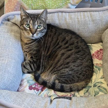 Jasmine, Adoptable, Adult Female Domestic Short Hair & Domestic Short Hair.