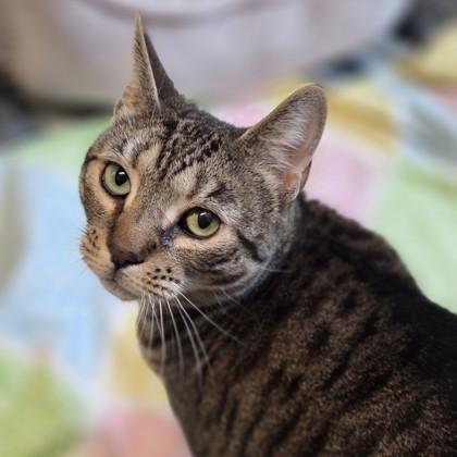 Jasmine, a Adoptable mixed breed in Voorhees, NJ image 3/3