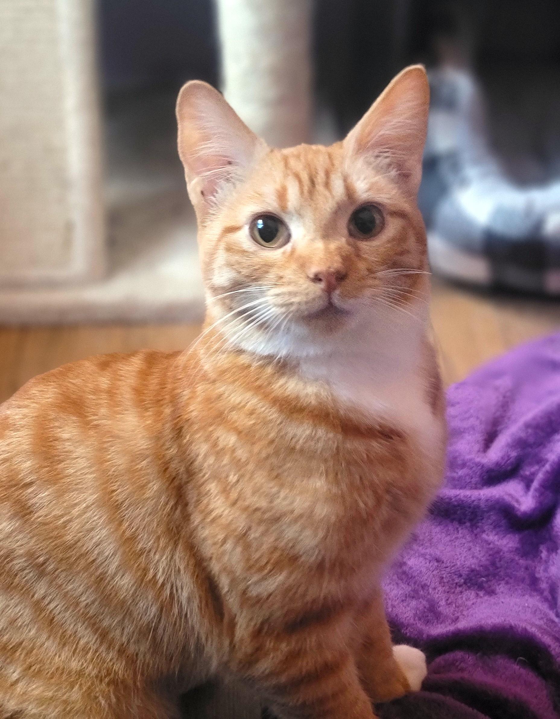 Gillian, ADOPTABLE, Young Female Domestic Short Hair.