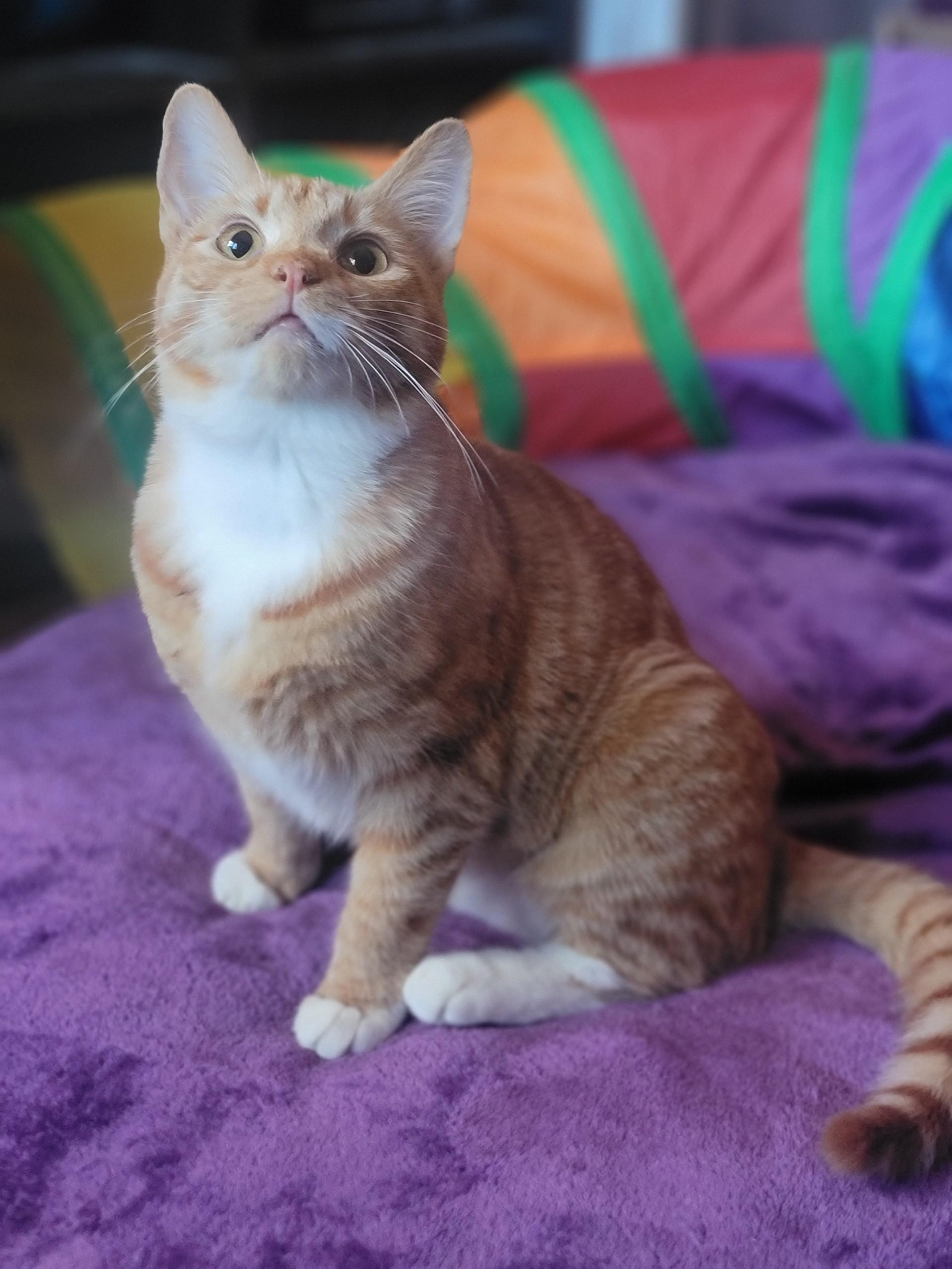 Enlarge Gillian, a ADOPTABLE Domestic Short Hair in Washoe Valley, NV image 2/2