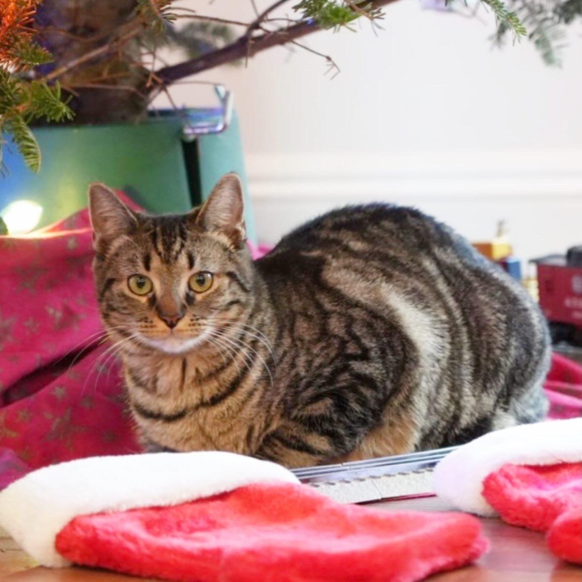 Enlarge Harlem and Honey, an adopted Tabby in Dix Hills, NY image 5/6