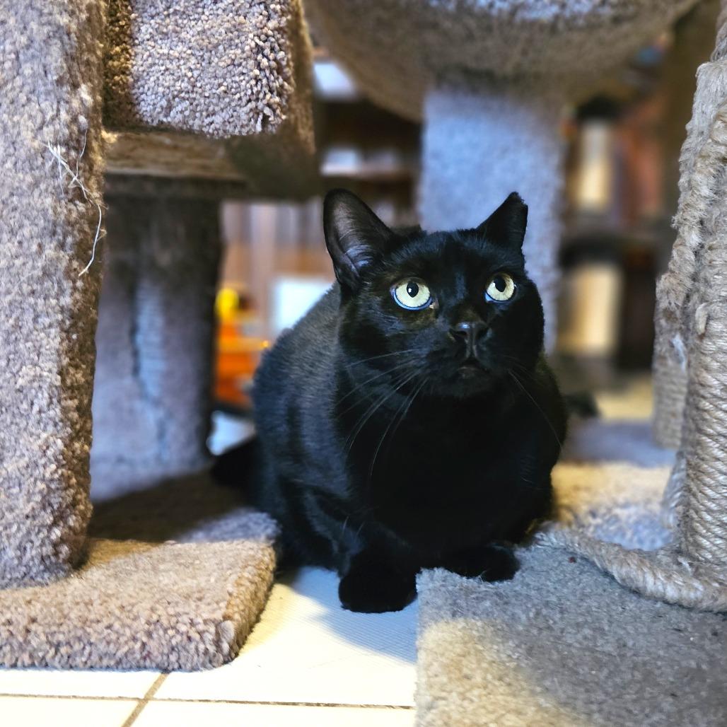 Magic, Adoptable, Adult Female Domestic Short Hair.