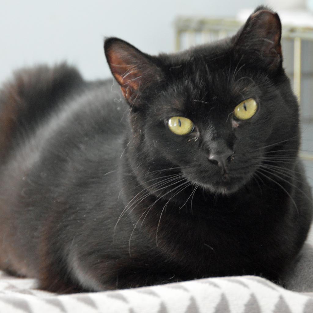 Enlarge Magic, a Adoptable Domestic Short Hair in Middletown, NY image 5/6