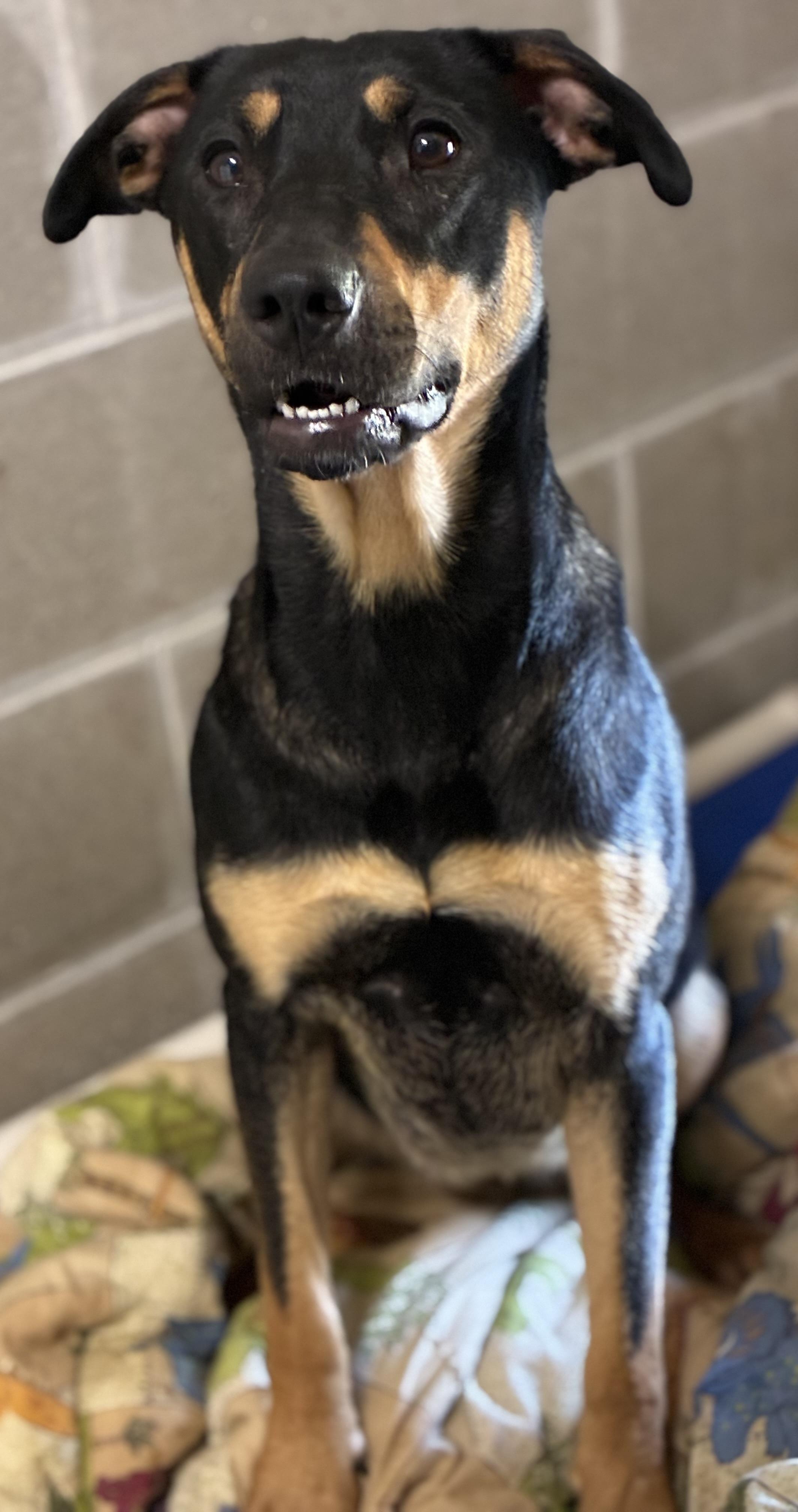 Enlarge Dharma, a ADOPTABLE mixed breed in Sandusky, MI image 2/4