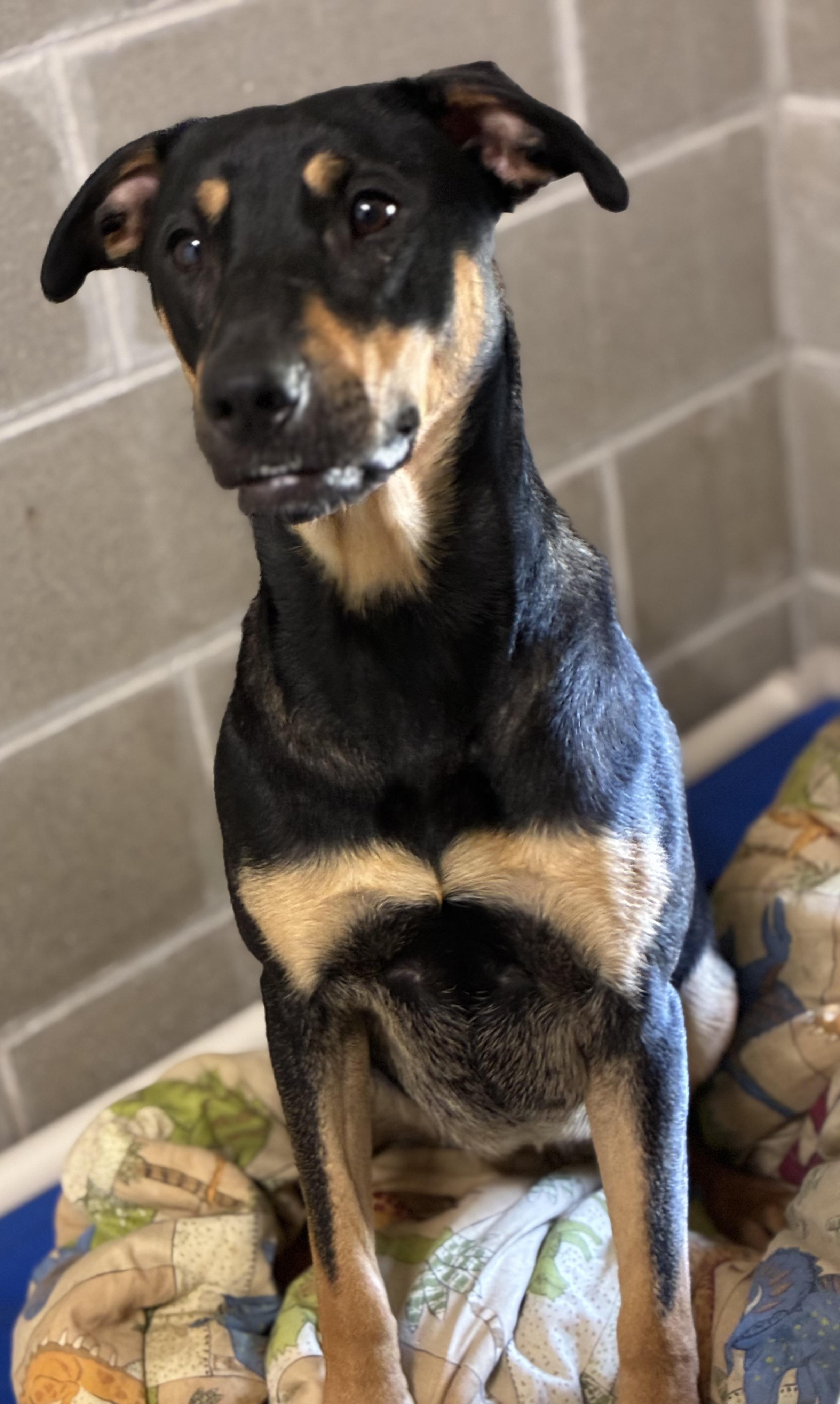 Enlarge Dharma, a ADOPTABLE mixed breed in Sandusky, MI image 4/4
