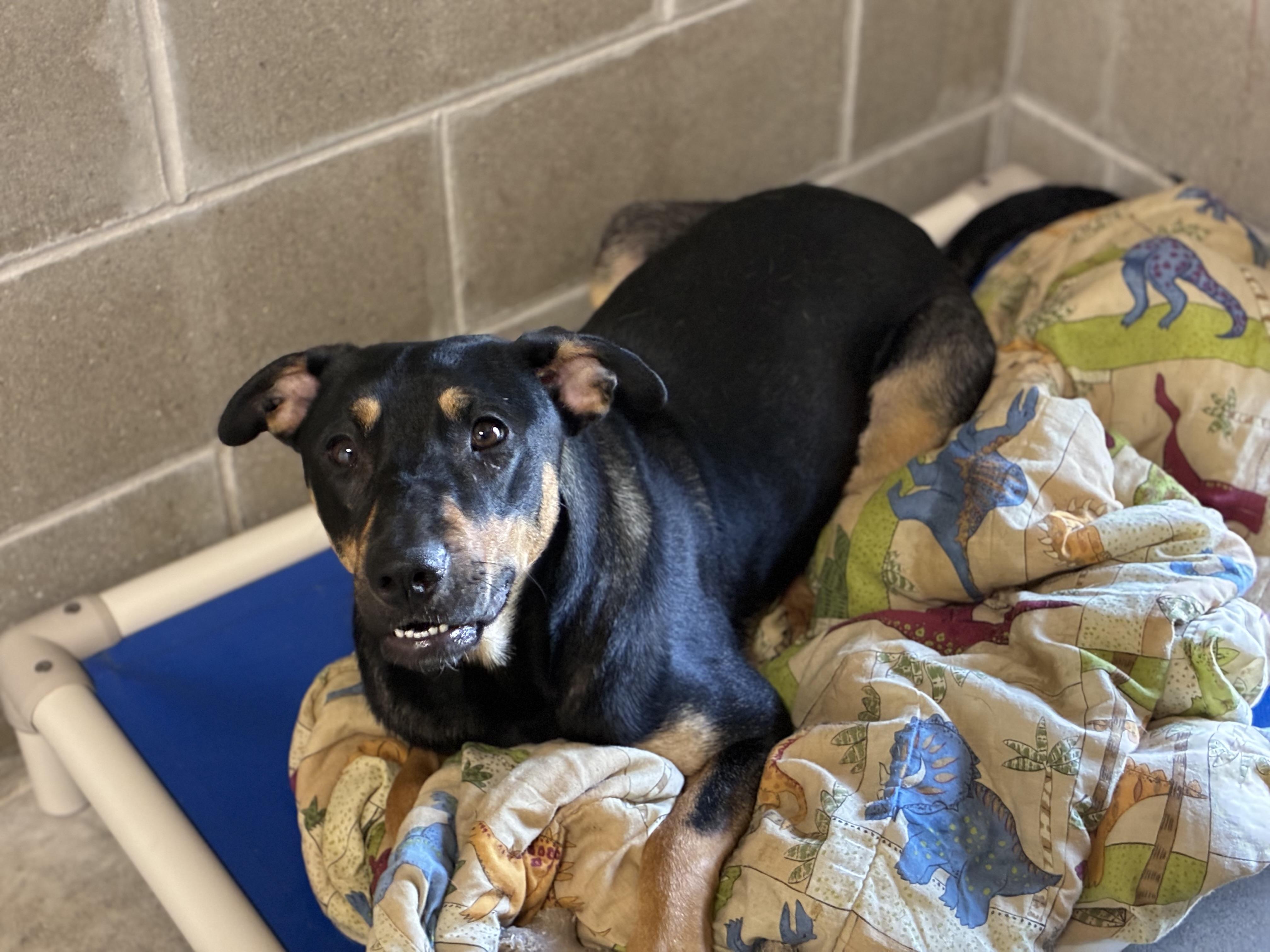 Enlarge Dharma, a ADOPTABLE mixed breed in Sandusky, MI image 3/4
