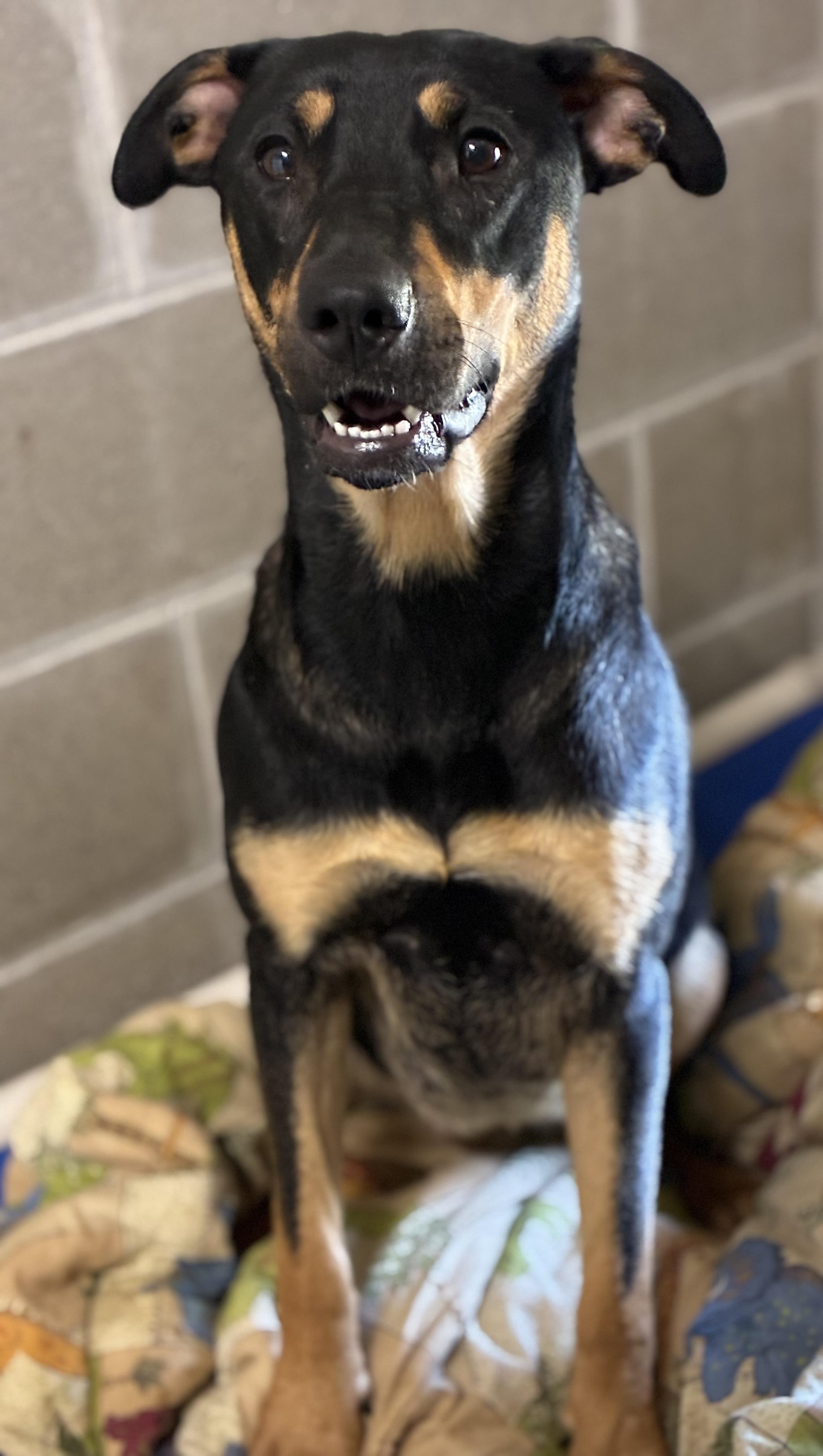 Dharma, ADOPTABLE, Adult Female Doberman Pinscher & Hound.