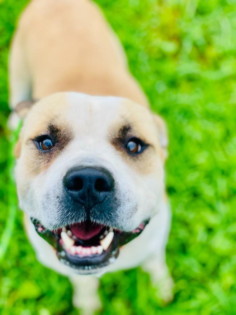 Buster, Adoptable, Adult Male Terrier.