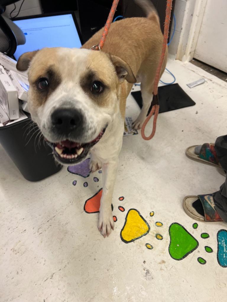 Enlarge Buster, a Adoptable mixed breed in Chickamauga , GA image 2/3