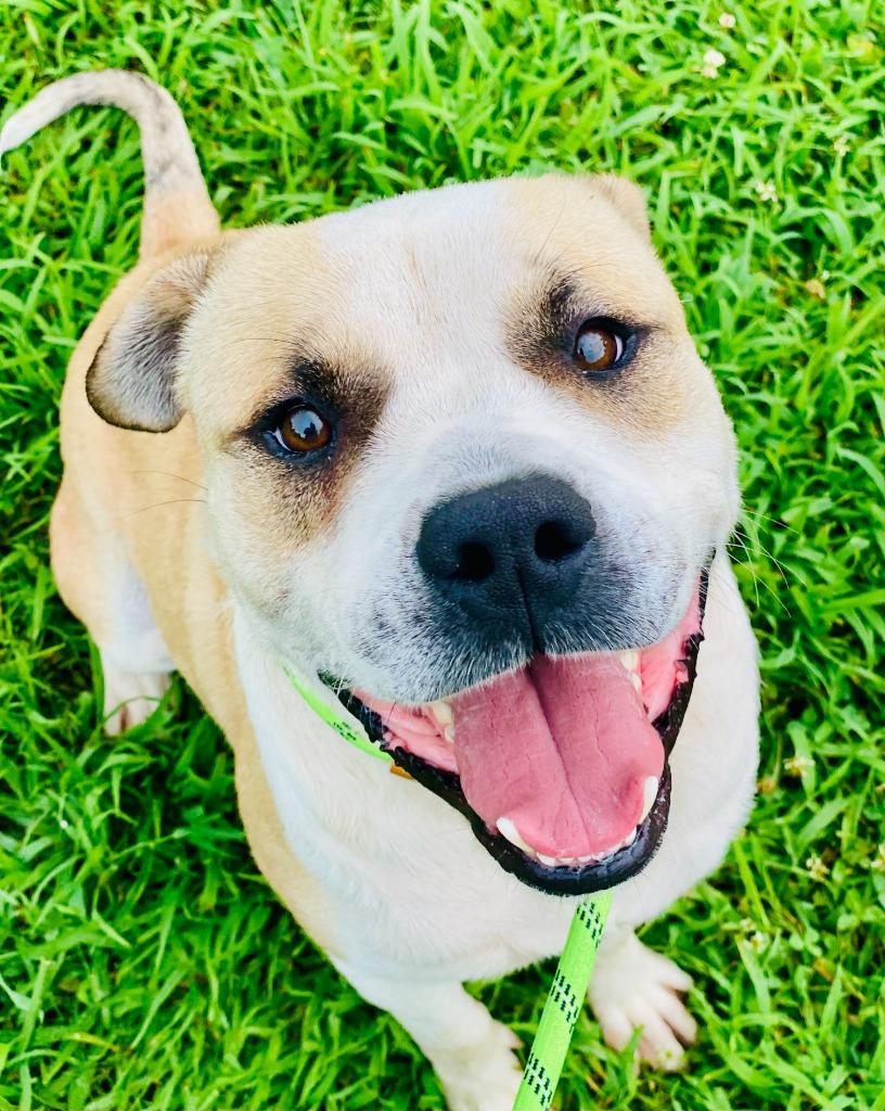Enlarge Buster, a Adoptable mixed breed in Chickamauga , GA image 3/3