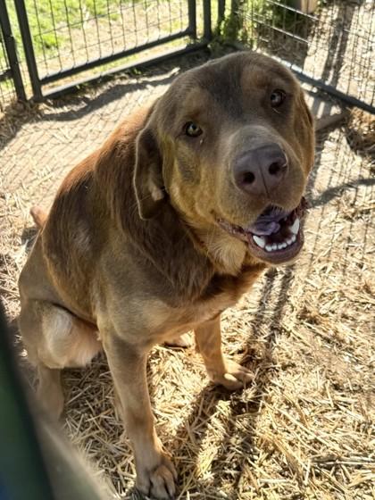 Enlarge Bear, a Adoptable Mixed Breed in Georgetown, SC image 1/4