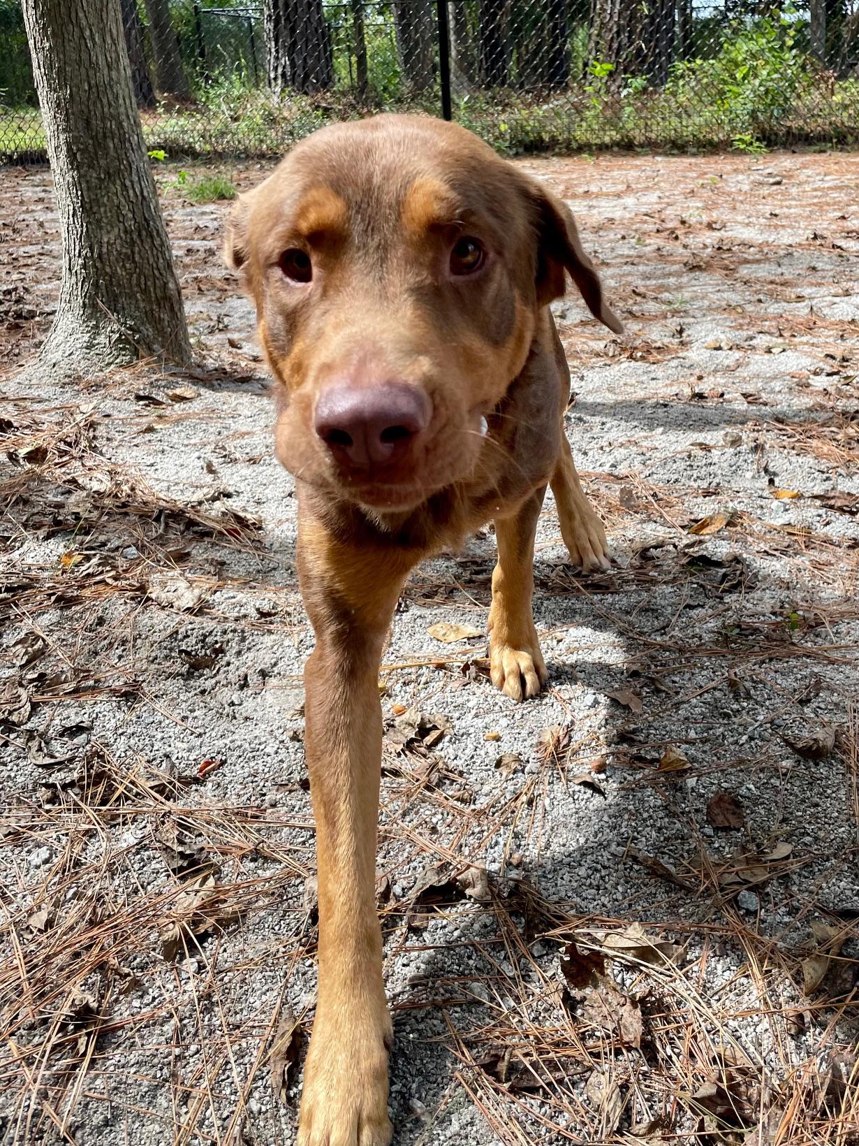 Enlarge Bear, a Adoptable Mixed Breed in Georgetown, SC image 2/4
