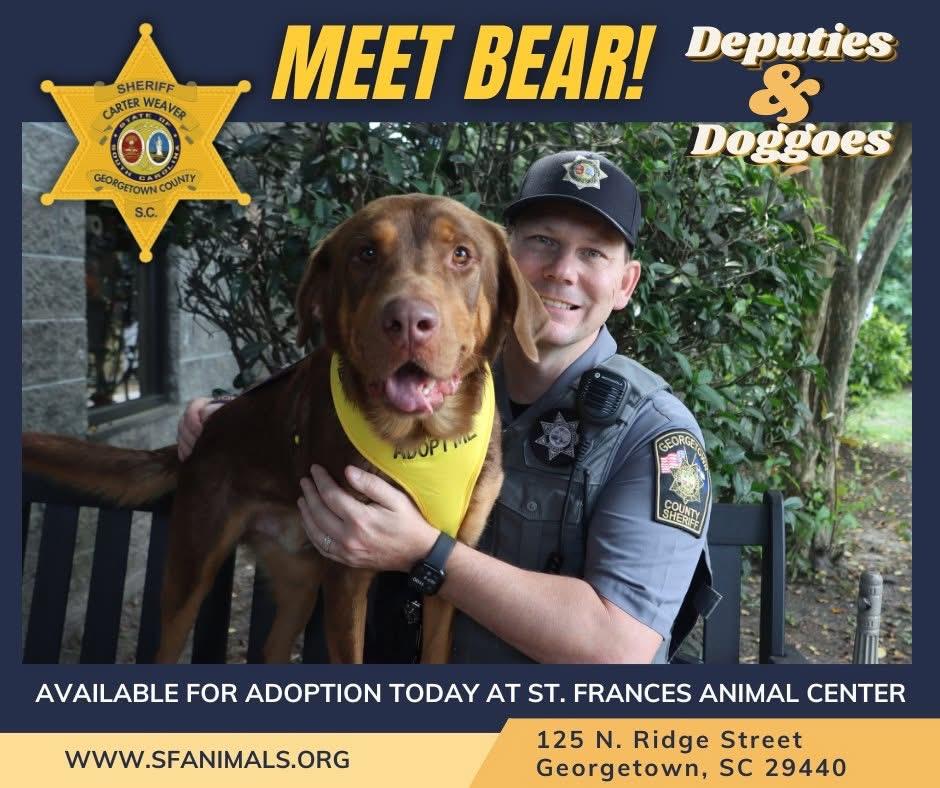 Enlarge Bear, a Adoptable Mixed Breed in Georgetown, SC image 3/4