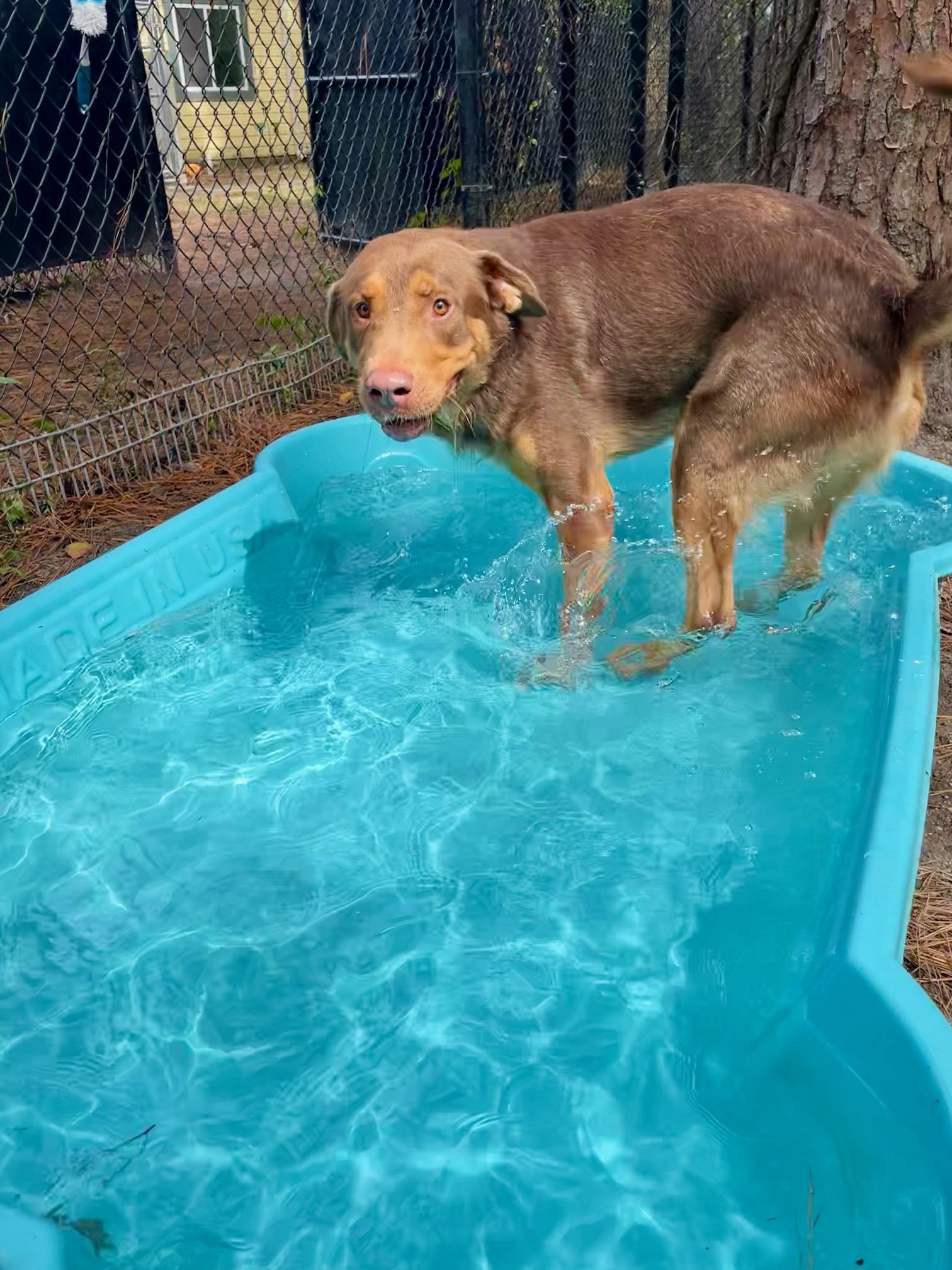 Enlarge Bear, a Adoptable Mixed Breed in Georgetown, SC image 4/4
