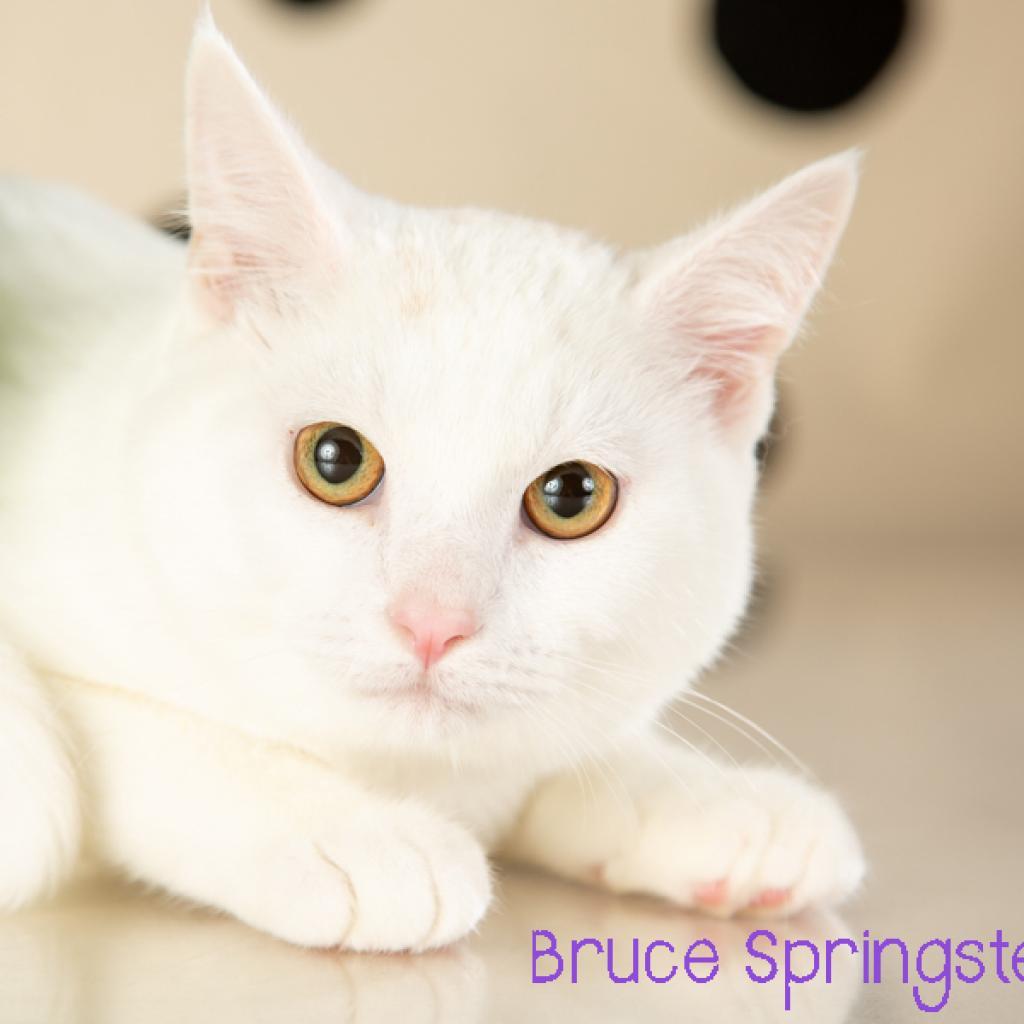 Enlarge Bruce Springsteen, a Adoptable Domestic Medium Hair in Springfield, MO image 1/6