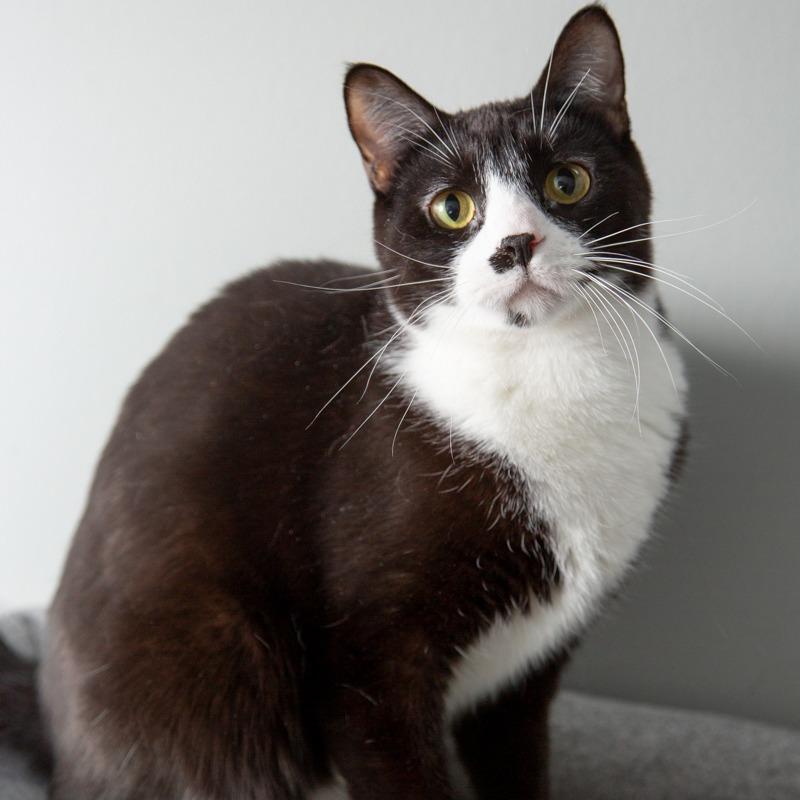 Enlarge Bruce Springsteen, a Adoptable Domestic Medium Hair in Springfield, MO image 3/6