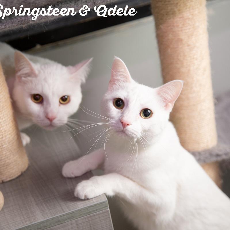 Enlarge Bruce Springsteen, a Adoptable Domestic Medium Hair in Springfield, MO image 4/6