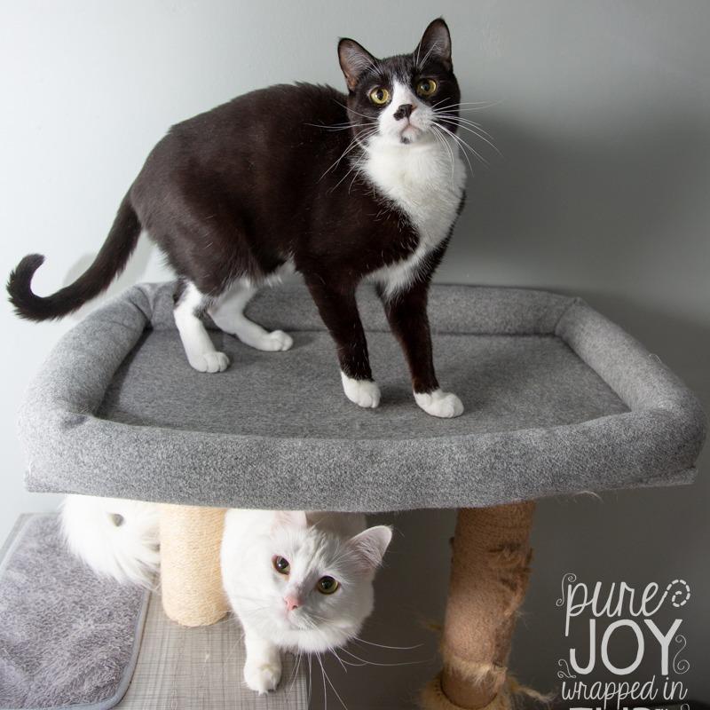 Enlarge Bruce Springsteen, a Adoptable Domestic Medium Hair in Springfield, MO image 6/6