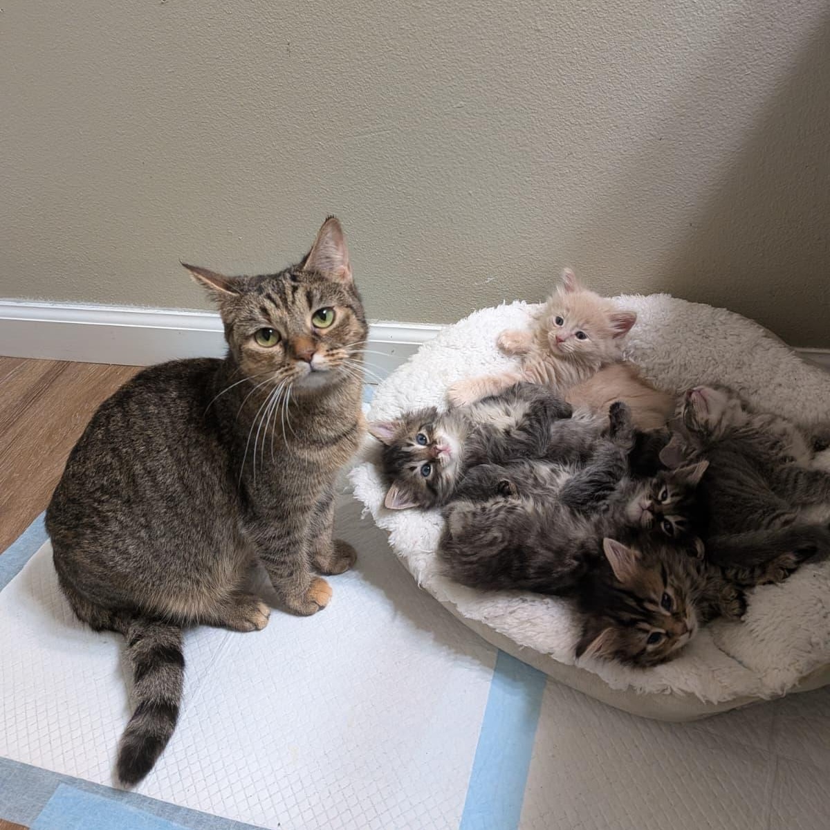 Enlarge REI, an adoptable mixed breed in Tampa, FL image 3/5