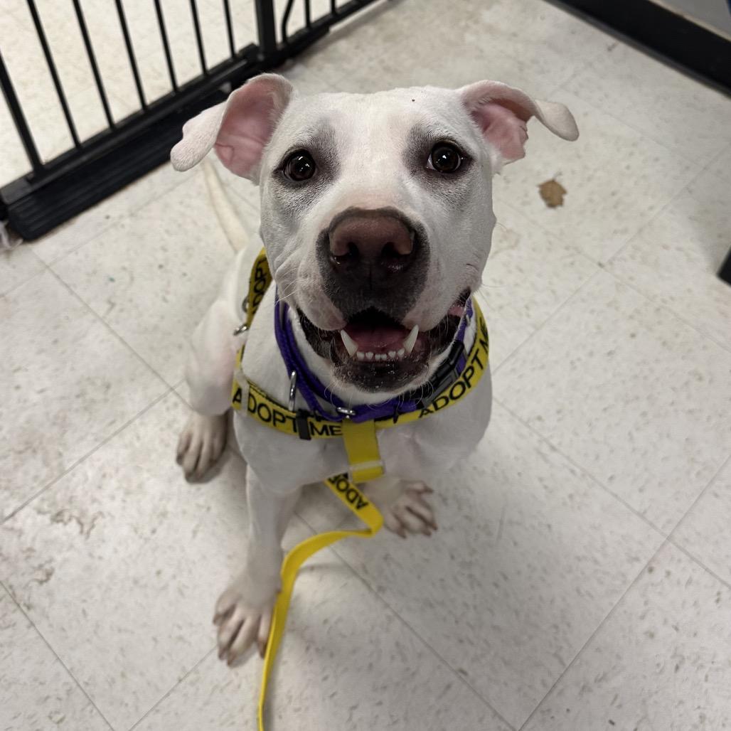 Marshmallow, a Adoptable Mixed Breed in Philadelphia, PA image 1/4