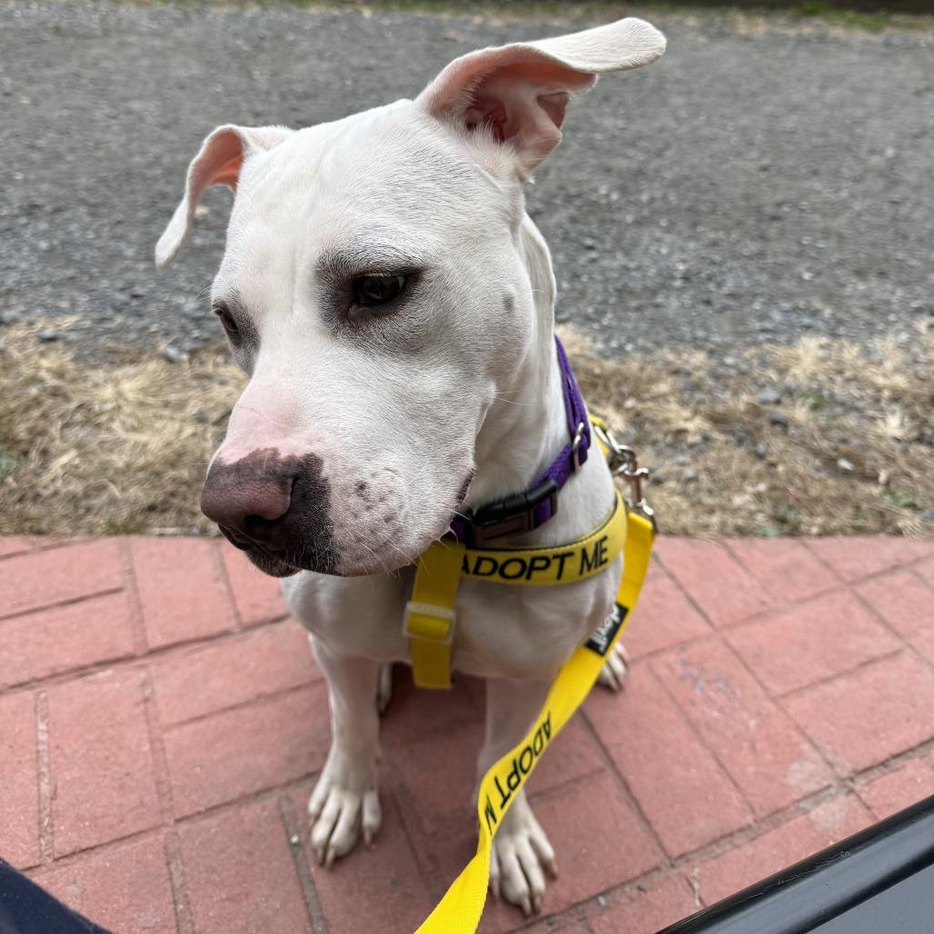Marshmallow, a Adoptable Mixed Breed in Philadelphia, PA image 2/4