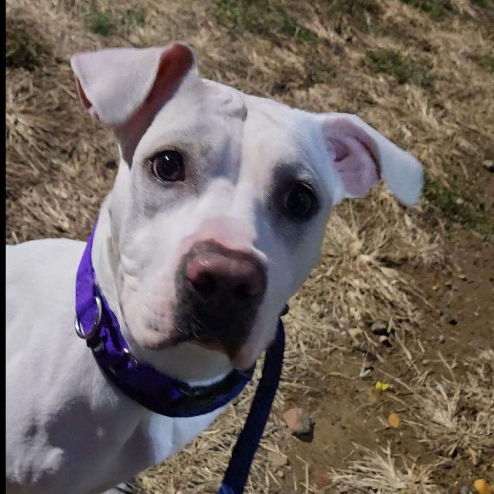 Marshmallow, a Adoptable Mixed Breed in Philadelphia, PA image 3/4