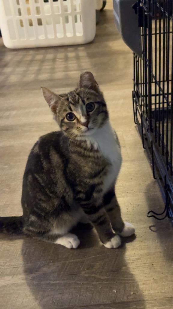 Toby, Adoptable, Kitten Male Domestic Short Hair.